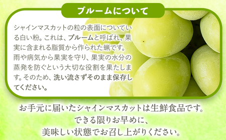 紀の里シャインマスカット 約1.4kg(2房)《8月下旬-10月中旬頃出荷》｜ｼｬｲﾝﾏｽｶｯﾄｼｬｲﾝﾏｽｶｯﾄｼｬｲﾝﾏｽｶｯﾄｼｬｲﾝﾏｽｶｯﾄｼｬｲﾝﾏｽｶｯﾄｼｬｲﾝﾏｽｶｯﾄｼｬｲﾝﾏｽｶ