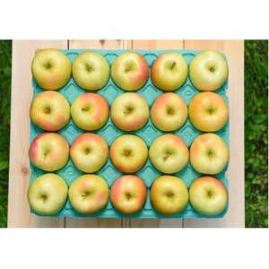 【2025年12月より順次発送】平均糖度13度以上! トキ 約5kg おもてなし用【配送不可地域：離島・沖縄県】【1667906】