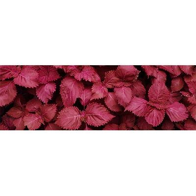 ふるさと納税 芦屋町 赤紫蘇シャンプー「シズージュ　スキンレメディコンプリートシャンプー」 |  | 01