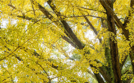 【2024年6月下旬〜発送】【においが残らずお手軽】イチョウ まな板 (孫) 4 / 南島原市 / 森永材木店 [SBK007]