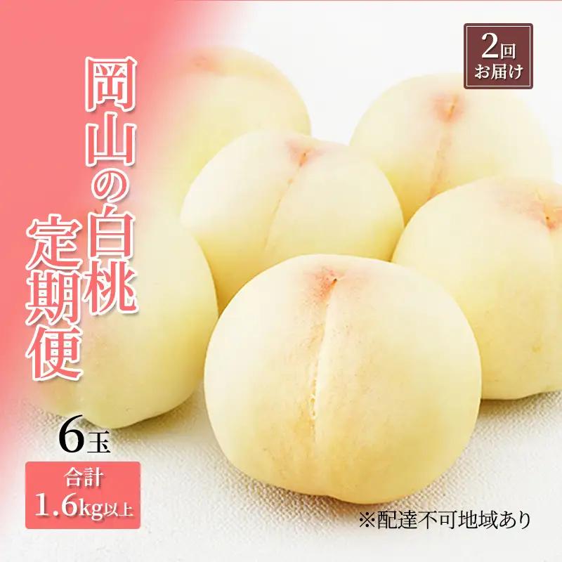 白桃 定期便 化粧箱入り 岡山県産 白桃【6玉 1.6kg以上×2回】【先行予約】