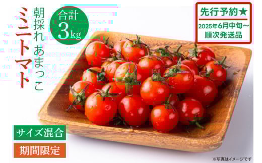 【先行予約★2025年6月中旬頃～順次発送！】【人気商品】朝採れ あまっこ ミニトマト ３kg 【やさい 野菜 トマト 甘い プチトマト 新鮮 フレッシュ 産地 直送 10000円以下 茨城県 鹿嶋市 】（KAM-19）
