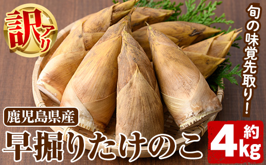 ＜2024年11月以降順次発送予定＞訳あり！鹿児島県産 早掘りたけのこ(約4kg) 国産 野菜 たけのこ タケノコ 筍 旬 煮物 水煮 天ぷら つくだ煮【松永青果】a-44-3-z