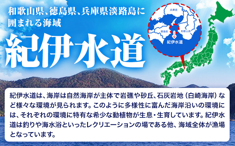 紀伊水道白井渡船回数券11枚《90日以内に出荷予定(土日祝除く)》紀伊水道釣り沖グレ船渡船回数券---iwsh_strk_90d_22_134000_11p---
