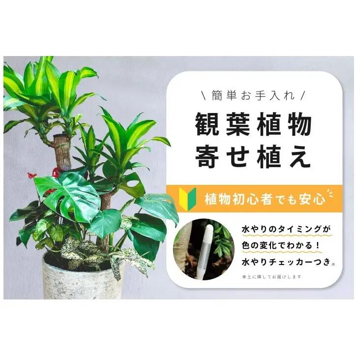 【福岡市】観葉植物の寄せ植え（幸福の木）観葉植物 植物 花 木 インテリア アクセント