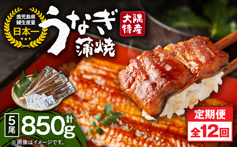 2490 【定期12回】大隅特産うなぎ蒲焼5尾（850g）【国産】　KN060-T14