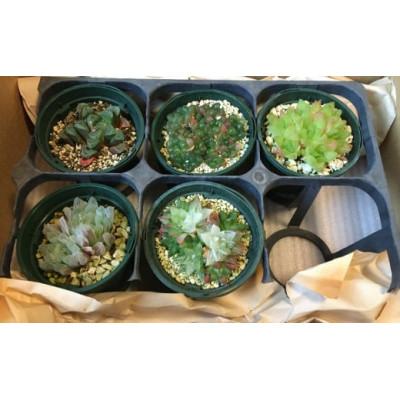 ふるさと納税 南房総市 多肉植物「ハオルチア 5種セット」 mi0034-0003 |  | 01