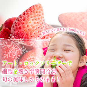 いちご 冷凍 オーガニック 1kg B品 いちご