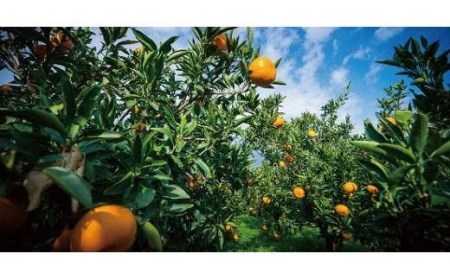 せとか＜小玉＞ 約3kg 【KK029_x】( みかん 訳あり  訳あり みかん 柑橘 訳あり みかん 訳あり 家庭用 みかん 訳あり 1kg 以上 おすすめ 訳あり みかん 訳あり みかん 訳あり 