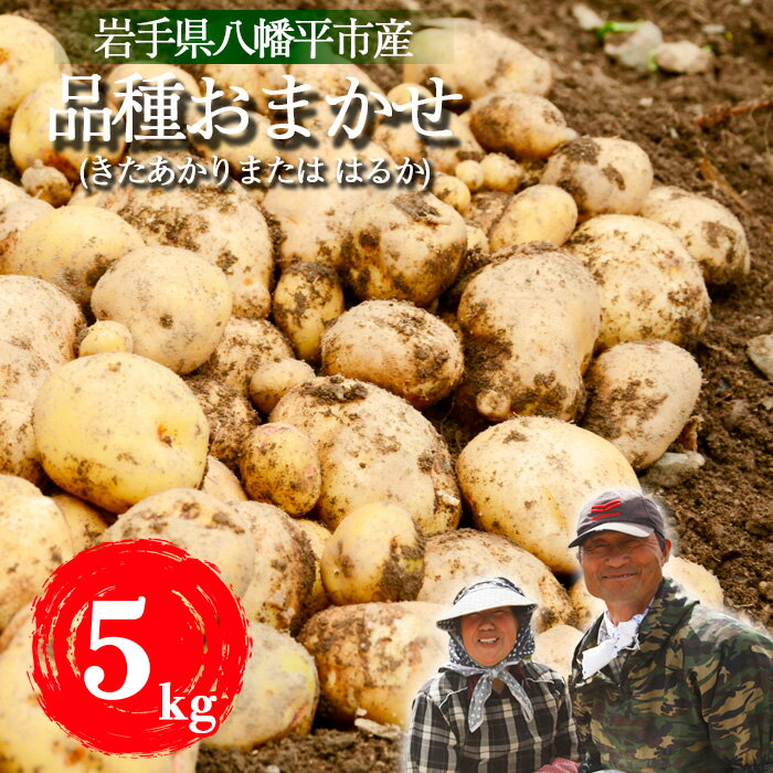 【ふるさと納税】 ジャガイモ じゃが芋 松浦農園 岩手県産 じゃがいも 品種あまかせ きたあかり または はるか 5kg ／ いも 芋 お芋 キタアカリ ハルカ 馬鈴薯 ばれいしょ 野菜 お野菜 やさい 期間限定 季節限定 おすすめ 岩手県 八幡平市 送料無料 産地直送 農家直送 直送