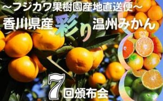 
【7回頒布会】～フジカワ果樹園産地直送便～香川県産・彩り温州みかんセット
