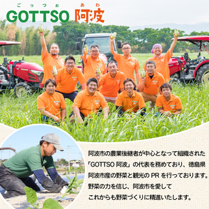 サニーレタス 約1.5kg 国産 野菜 やさい レタス レタス レタス
