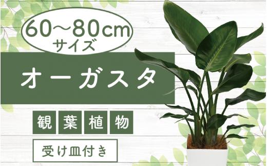 
3月上旬～発送【観葉植物】オーガスタ60cm～80cm(Green Base/014-1377) 南国鹿児島県で育った 観葉植物！植物 鉢付 インテリア 室内 オフィス おしゃれ プレゼント ギフト 開店祝い 移転祝い マイナスイオン【配送不可地域：北海道・沖縄県・離島】
