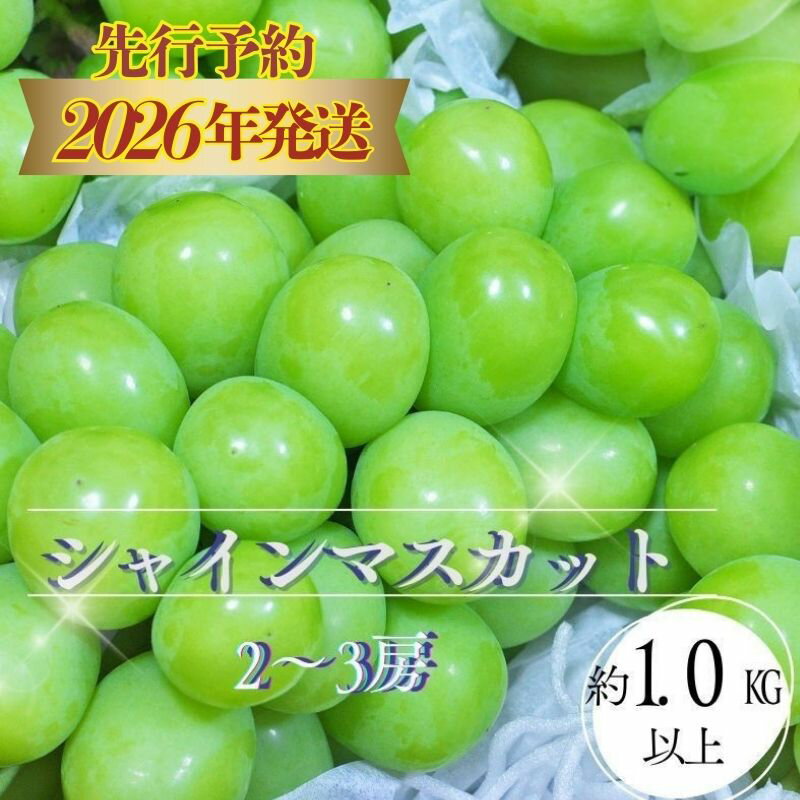 【ふるさと納税】【2026年 先行予約】山梨県都留市産 朝採れ シャインマスカット 2〜3房（約1.0kg以上）｜ 数量限定 送料無料 山梨 ぶどう シャイン やまなし 新鮮 農家直送 都留市 種なしブドウ マスカット