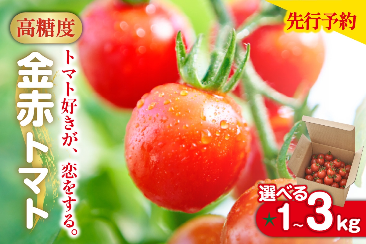 
            【先行予約】【2025年12月頃から順次発送】トマト好きが、恋をする。 1～3kg 金赤トマトミニ [選べる容量] 金赤トマトミニ 野菜 新鮮野菜 夏野菜 旬野菜 生野菜 ミニトマト プチトマト フルーツ トマト 国産 味が濃い 濃厚 高糖度 甘い ビタミンC リコピン お弁当 サラダ マリネ 前菜 お取り寄せ 特産品 愛知県 常滑市
          