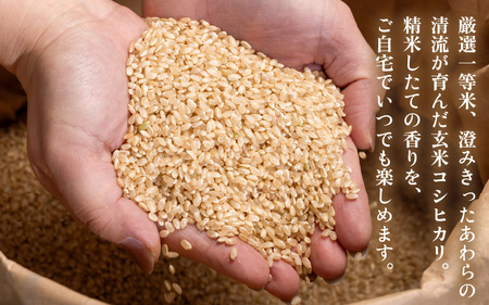 【先行予約】【令和7年産・新米】コシヒカリ 玄米 20kg / 米 こしひかり コシヒカリ 福井県 新米 一等米 玄米 あわら市 福井県 ※2025年9月下旬より順次発送予定 [aw096-d001]