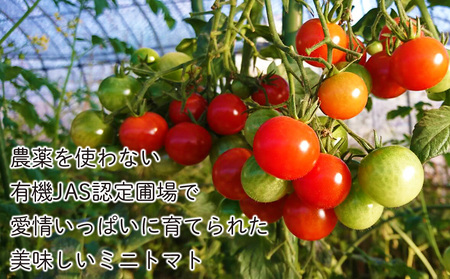 【2025年8月中旬より発送】小玉スイカ１玉＆有機ミニトマト500ｇ×2【かねこ農園】