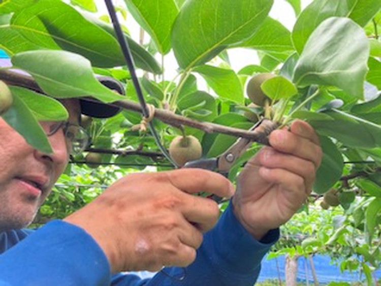 幸水 5kg 【ふせや梨園】| 農家直送 梨 ナシ 果物 フルーツ 宇都宮市 栃木県 ※2025年8月下旬頃より順次発送予定