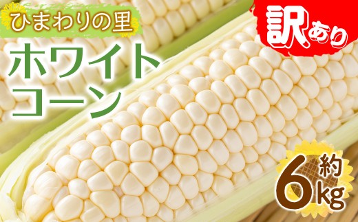 ＜先行予約！2027年6月上旬以降順次発送予定＞＜訳あり＞＜選べる容量＞ホワイトコーン(約6kg) 【man109-B】【Aglio nero】