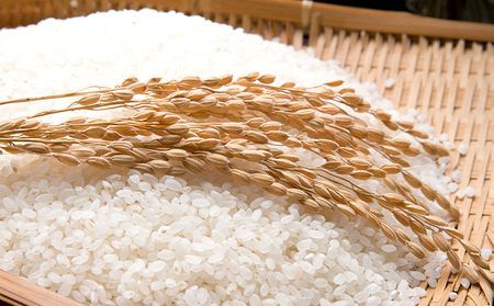 【令和7年度産】手取りのすず風米こしひかり　白米10kg 