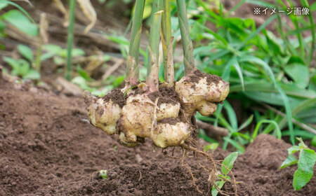 手づくり生姜ジャム 大瓶2本セット 生姜 加工食品 自家製 国産 生 殺菌力 温める 手作り 甘辛煮 ジャム ジンジャーティー つまみ 詰合せ 送料無料 愛西市/しょうがやさん  [AEAO002]