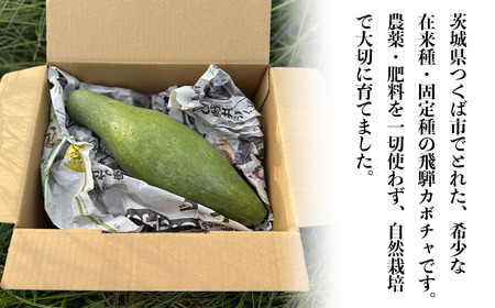 農薬・肥料不使用の飛騨かぼちゃ | かぼちゃ