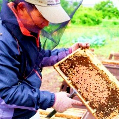 ふるさと納税 小郡市 はちみつ 天然 250g×4本セット やまみつ&さくら&もちのき&れんげ[No5354-0335] |  | 01