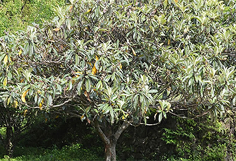 国産 びわの葉茶（3個セット）：B180-018