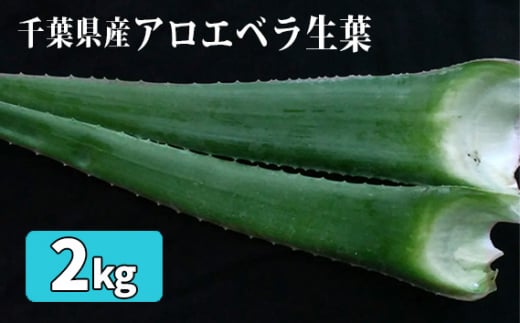 アロエベラ生葉2kg ／ 野菜 スーパーフード 栽培期間中農薬不使用 千葉県 特産品