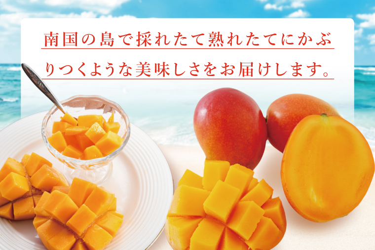 【2026年7月より順次発送】豊見城産マンゴー『殿内之宝(どぅんちのたから)』約1.5kg(ご家庭用)｜マンゴー フルーツ 果物 くだもの 先行予約 完熟マンゴー 沖縄フルーツ 家庭用 おきなわ 沖縄