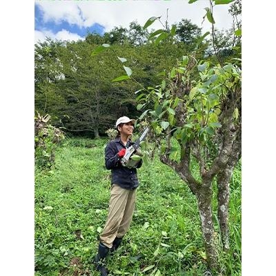 ふるさと納税 北広島町 広島杜仲茶3袋セット |  | 03