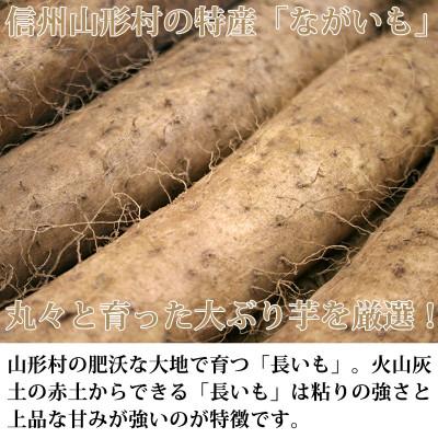 ふるさと納税 長野県 信州山形村産「長いも」5kg |  | 01