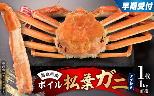 早期受付　鳥取県産タグ付きボイル松葉ガニLL　1枚【2026/10/31までのお申し込み分】【配送不可地域：離島・北海道・沖縄県】