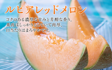 【先行予約】ルピアレッドメロン 4玉 メロン すず農園