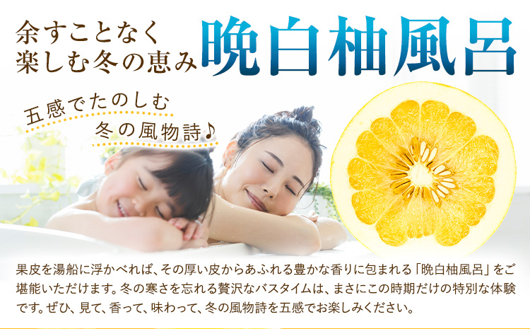 柑橘 晩白柚  3L 1玉 2.5kg 日本フルーツ株式会社《12月上旬-2月末頃出荷》熊本県 氷川町 ばんぺいゆ 果物 フルーツ 大玉 爽やか 甘み 酸味 香り 常温保存 柑橘類 冬 果肉 プリッ 