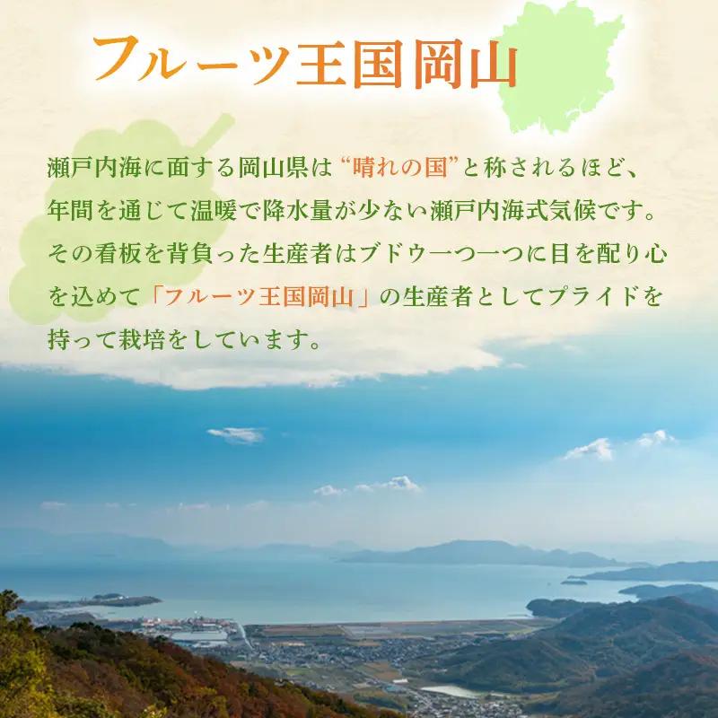 ぶどう 2026年 先行予約 ご家庭用 シャイン マスカット 2～3房 合計約1.2kg 岡山県産 シャイマスカット