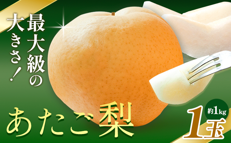 【先行予約】梨 あたご梨 1玉(約1kg) 株式会社藍《2026年11月中旬-12月上旬頃出荷》 岡山県 浅口市 岡山県産 なし フルーツ 果物 くだもの ナシ 大玉 送料無料---124_3239_11b12a_25_11500_1---