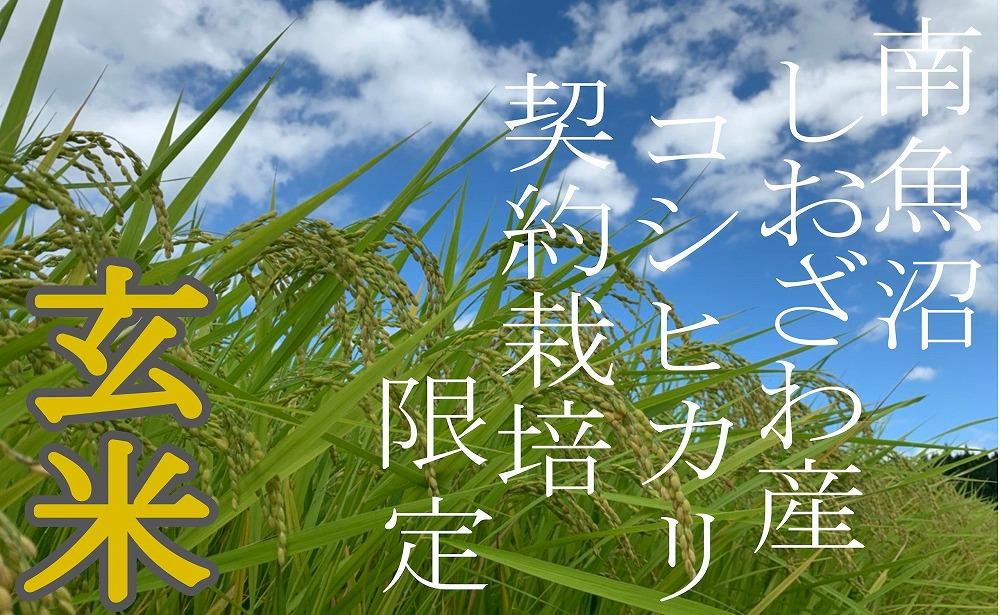 【令和7年産】【定期便6Kg×3ヶ月】●玄米● 生産者限定 南魚沼しおざわ産コシヒカリ【2025年10月上旬より順次発送予定】