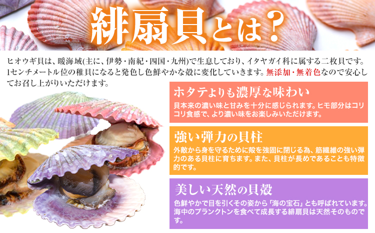 緋扇貝 贈答 お歳暮 ヒオウギガイ 西日本限定発送 15個 福島水産《11月上旬-2月末頃出荷》檜扇貝 生食 貝柱 天草 苓北 熊本 貝 かい ソテー バーベキュー カラフル 二枚貝 送料無料＜ 先行