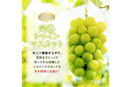 【期間限定発送】 シャインマスカット 贈答用 2～4房 1.2kg