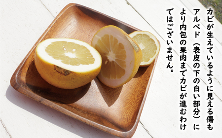 訳あり 文旦 14.5kg 13000円 ぶんたん みかん mikan 蜜柑 ミカン わけあり 家庭用 産地直送 国産 農家直送 糖度 期間限定 数量限定 特産品 ゼリー ジュース アイス 人気 限定