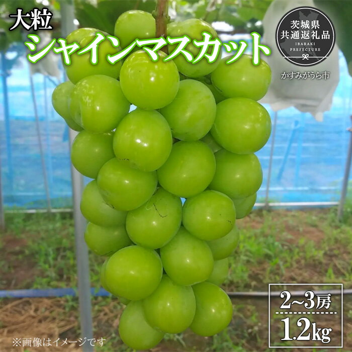 【ふるさと納税】【2026年先行予約】有機肥料栽培 大粒 シャインマスカット 計1.2kg 朝どり 産地直送（茨城県共通返礼品・かすみがうら市産） ／ ぶどう 葡萄 ブドウ シャインマスカット 先行予約 予約 1.2kg 朝どり 産地直送 茨城県