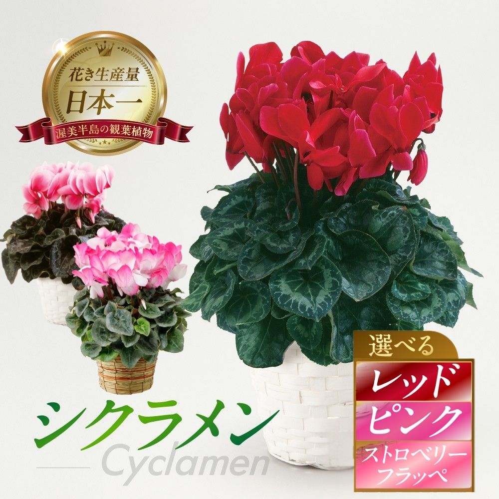 【ふるさと納税】シクラメン レッド / ピンク / ストロベリーフラッペ 観葉植物 植物 5号鉢 人気 おしゃれ かわいい 初心者 枯れにくい 育てやすい お手入れ 室内 大鉢 中型 インテリア リビング 玄関 寝室 キッチン オフィス プレゼント ギフト 冬 クリスマス