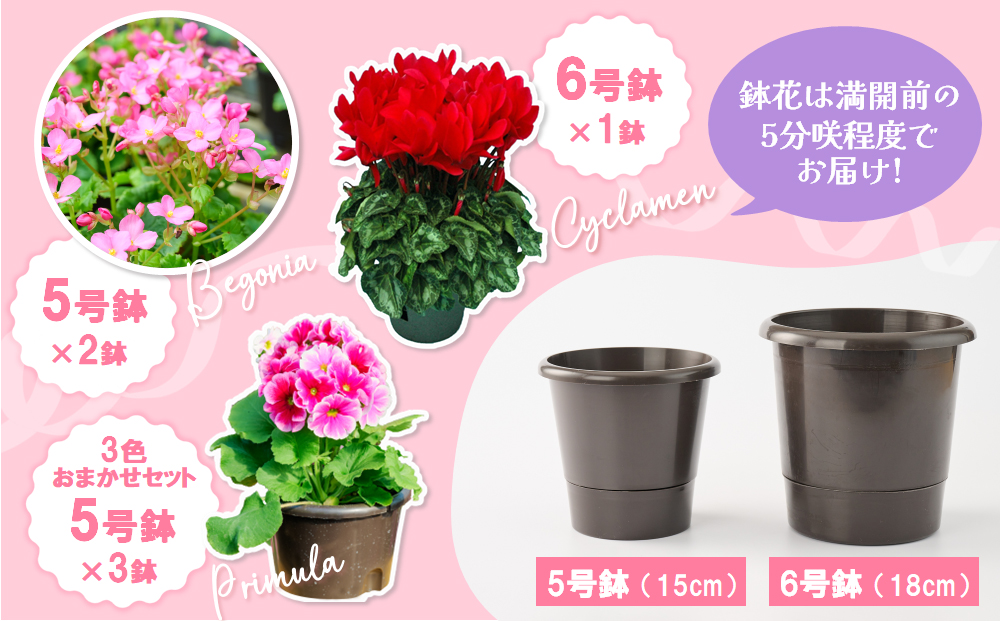 【先行受付9月より発送 数量･期間限定 】鉢花 定期便 3回(9月・11月・1月) 【鉢花 ふるさと納税 定期便】(H069117)
