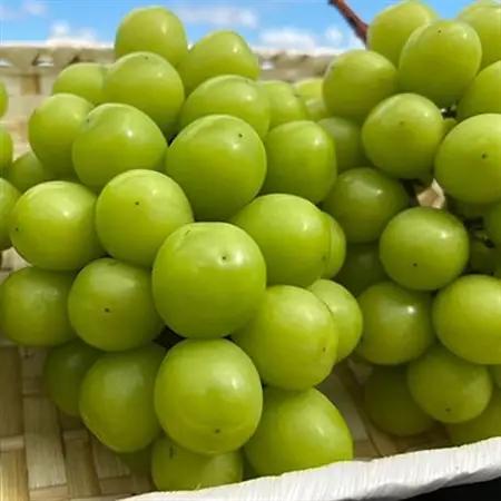 【2026年9月下旬発送】大粒シャインマスカット 約2kg(2～4房)【配送不可地域：離島・北海道・沖縄県】【1425198】