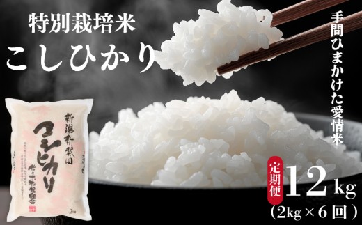 【定期便】令和7年産 新潟県新発田産 特別栽培米コシヒカリ 2㎏×6か月 米 お米 ごはん 白米 コシヒカリ 佐々木耕起組合 プレゼント ギフト 贈答 定期便 特別栽培米 佐々木耕起 佐々木こうき 新潟県 新潟産 新発田産 D13_002