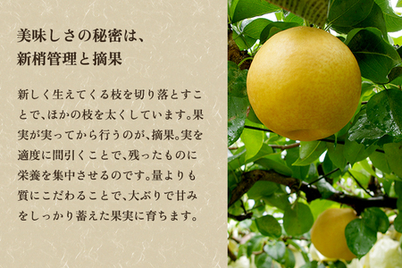 【2026年先行予約】新潟県加茂市産 和梨 新興5kg（7～14玉）〈10月下旬～順次出荷〉しんこう