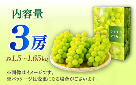 【先行予約】 朝どれ シャインマスカット 3房（約1.5kg～1.65kg） 産地直送 【城 果樹園】[ZFD003]