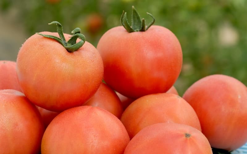 【糖度7度以上！】甘い★麗月トマト2ｋｇ / とまと 野菜 トマト【delf014】