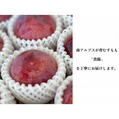 ふるさと納税 南アルプス市 【2026年先行予約】【すもも・貴陽】一生に一度は食べたい!王様のひと玉! 約12玉(約3kg) |  | 01